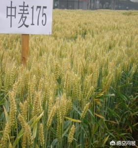 济麦22和175哪个更高产？