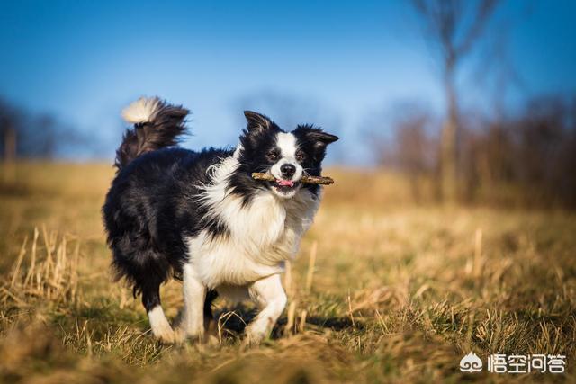 纯种泰迪犬价格多少:常见狗狗的价格分别是多少？