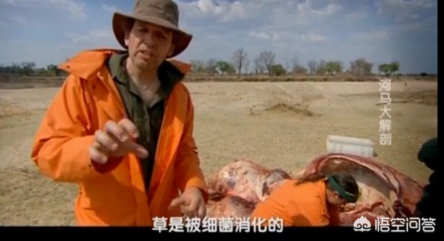 犀牛和河马吃什么食物:河马与犀牛哪个体重大一些？