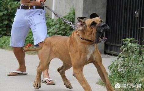日本土佐犬打架:狗界的四疯三傻是哪几种狗狗？ 土佐犬打架视频