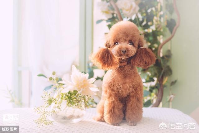 博洛尼亚犬的由来:哪些品种的狗长得很像，很容易被认错？