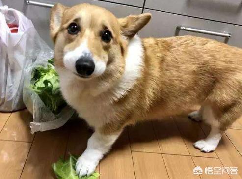 听话的柯基犬怎么训练:惩罚柯基犬，你一般是用什么方法？