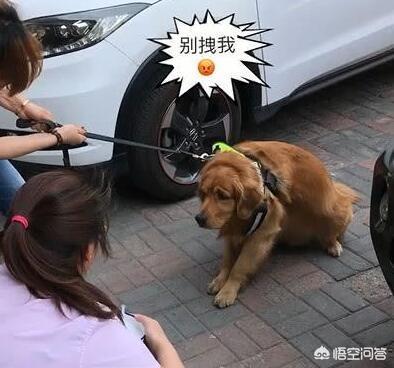 纯金毛小时候的特征:金毛狗狗小时候能分清楚是英版或美版吗？