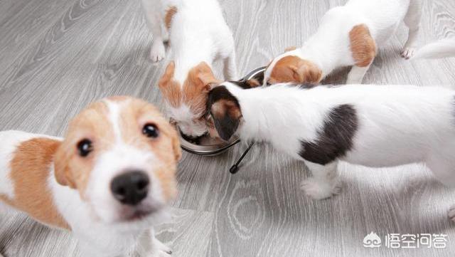 查理士王小猎犬图片小时候:大自然的进化为什么不允许生物近亲繁殖？