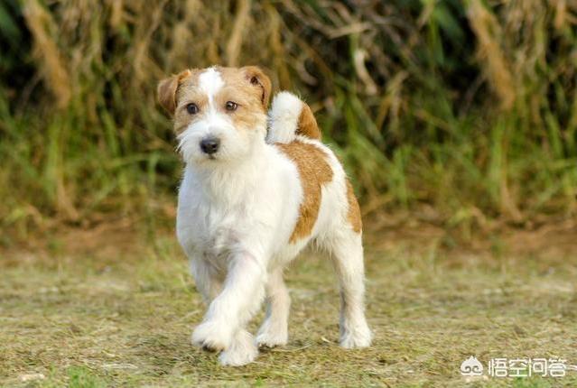 凶猛的小型犬有哪些:哪些狗狗体型小，但脾气却很暴躁呢？