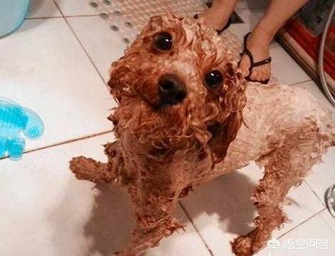 红贵宾是泰迪犬吗:贵宾犬跟泰迪的区别怎样区别泰迪犬与贵宾犬？