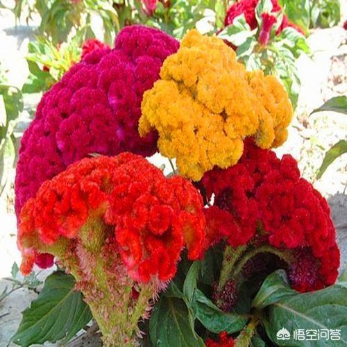 鸡冠花种植:花中之禽“鸡冠花”好养吗？如何养护开花？