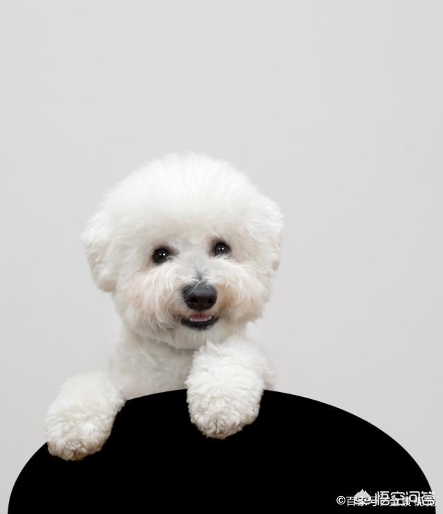 小比熊犬图片:比熊犬把主人当妈妈有什么表现？你家的有什么表现吗？