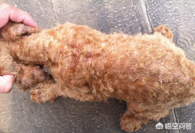 犬传染性气管支气管炎:狗狗容易得哪些传染病？都有什么症状？
