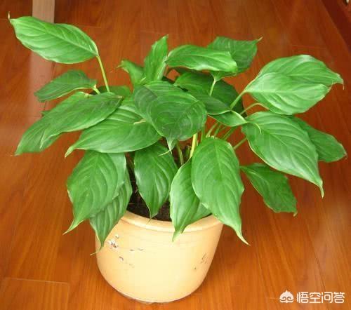 广东本地水草种类:河里最常见水草名称 广东万年青四季常绿，盆栽要如何管理呢？