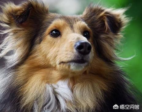 喜乐蒂牧羊犬价格:喜乐蒂和苏格兰牧羊犬有什么区别？