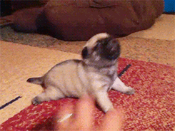 八哥狗图片搞笑卖萌:巴哥犬犯错后有哪些反应？