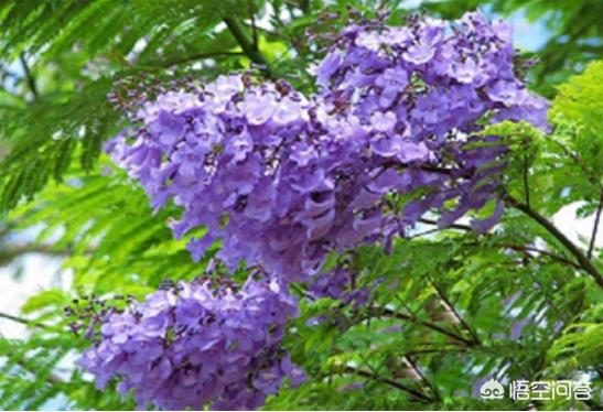 云南蓝花楹报价:蓝花楹为什么不叫蓝楹花？