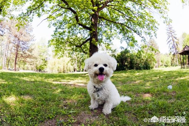 波隆那比熊犬图片:比熊犬的一生可以分为几个阶段？分别该怎么照顾？