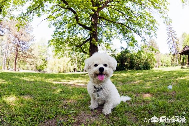 5个月比熊犬图片:五个月的比熊狗需要吃钙片和微量元素吗？ 比熊犬三四个月的图片