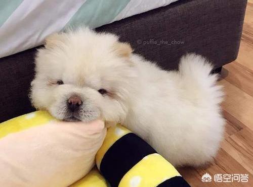 松师犬:松狮犬饲养新手养吗？为什么？