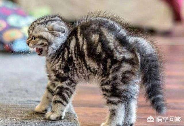 素力高海藻粉对猫咪的作用:怎么从一窝猫咪中挑选出猫王？