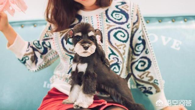 女孩与雪纳瑞卡通图片:为什么有的雪纳瑞不让主人抱？是不喜欢主人吗？