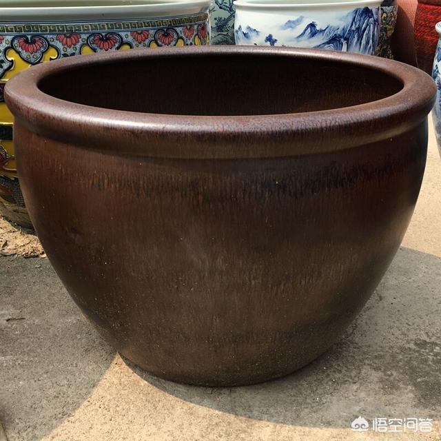 中国水龙饲养环境布置:农村怎么利用庭院养殖泥鳅黄鳝，用十口大水缸可以吗？能养多少？