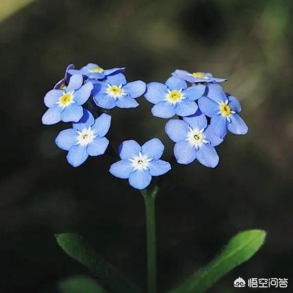 勿忘我和情人草:喜欢养花、插花，专业或业余花艺爱好者，怎样买花？