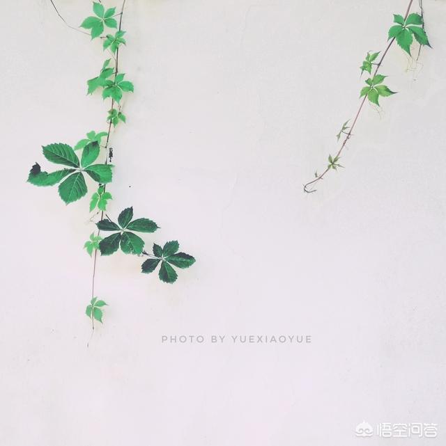 怎么从<a href=https://maguai.com/list/55-0-0.html target=_blank class=infotextkey>生活</a>中发现或者创造出小区域摄影美景你有技巧可分享吗