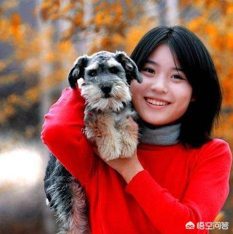 雪纳瑞犬:雪纳瑞犬有哪些“底线”，宠主最好不要踩？不然咬你没商量？