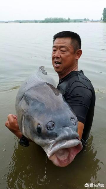 四川猎塔湖水怪之谜1，青鱼为何有“鬼鱼”、“索命鱼”之称