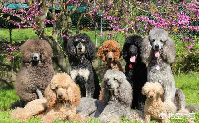 养巨型贵宾犬的有什么坏处？为什么养的人这么少？