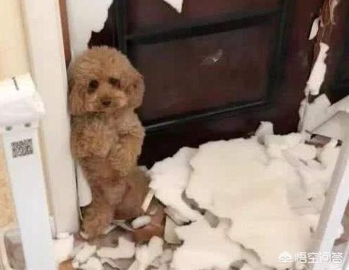 女生为什么不能养泰迪事情:为什么有的人说不敢养泰迪犬？有什么“可怕”的地方吗？