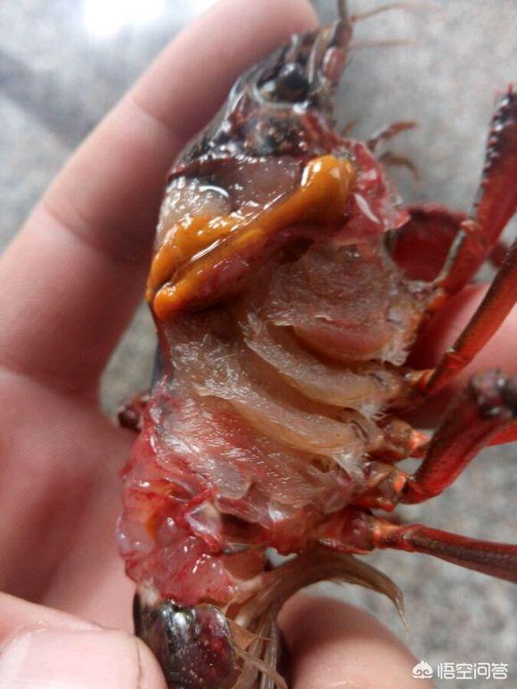 小龙虾寄生虫图片