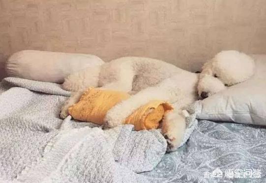 可爱贵宾狗狗壁纸:为什么贵宾犬喜欢和主人一起睡呢？