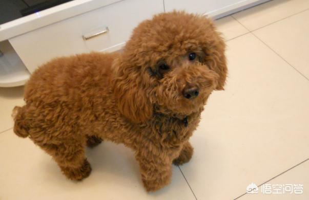 训练乖巧的波尔多犬图片:训练泰迪犬的黄金时期是什么时候？该训练什么？