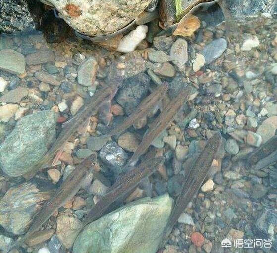 草鱼得诺卡氏菌病图片:鱼塘的鱼放到清水小溪中养，为什么会死？有什么好办法？