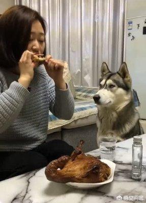 哈士奇图片搞笑:哈士奇害怕什么“惩罚”？