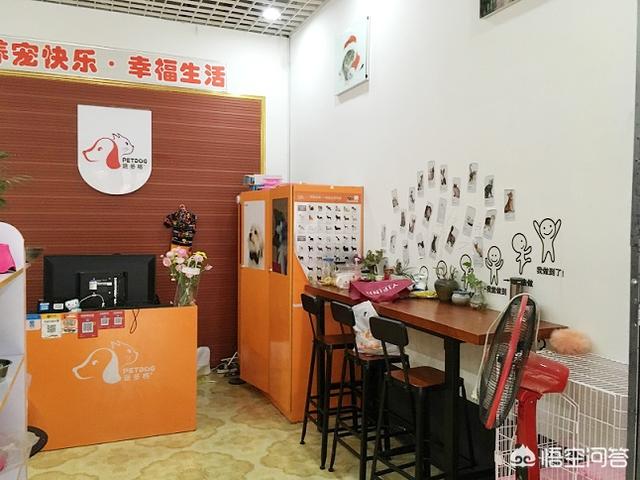 恶魔宠物店:开宠物店大概需要多少成本？