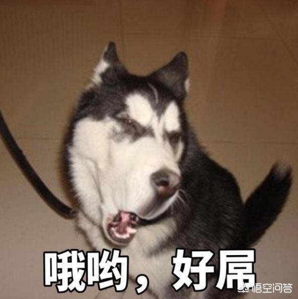 虎皮法斗犬多少钱一只:养哪些品种的狗狗是花钱比较多的？