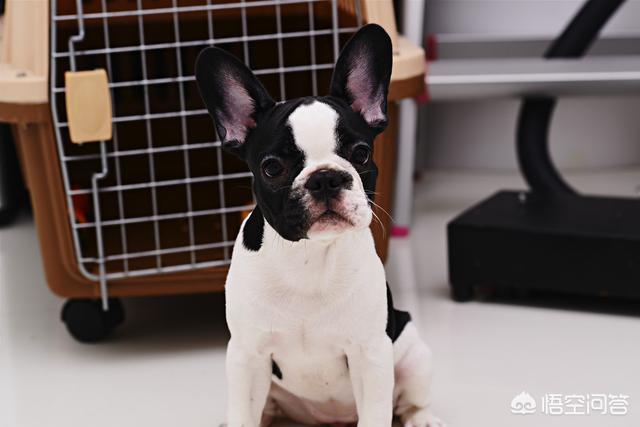 沉默的斗牛犬相关问答:准备养一只斗牛犬，有什么需要注意的问题吗？