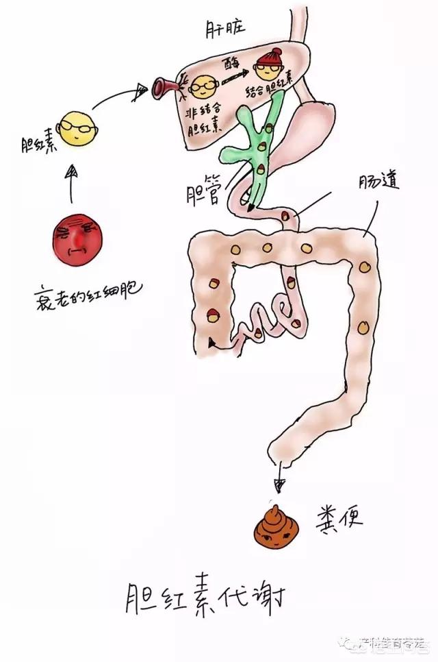 鹅蛋的营养和功效，老人说吃鹅蛋能预防黄疸，有科学依据吗孕期有哪些注意事项