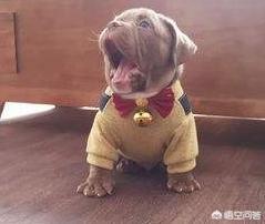 小柴犬图片小时候:柴犬的魅力到底有多大？你为什么养柴犬？