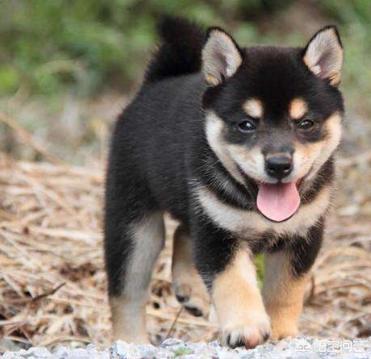 小柴犬图片小时候:柴犬的魅力到底有多大？你为什么养柴犬？