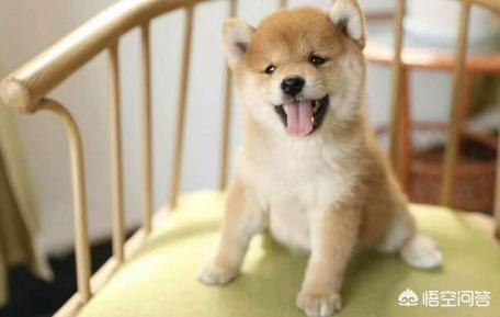 小柴犬图片小时候:柴犬的魅力到底有多大？你为什么养柴犬？