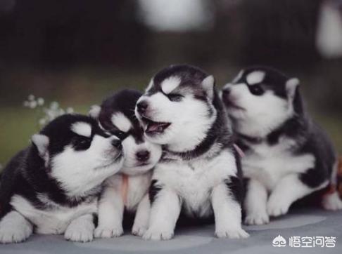 小柴犬图片小时候:柴犬的魅力到底有多大？你为什么养柴犬？