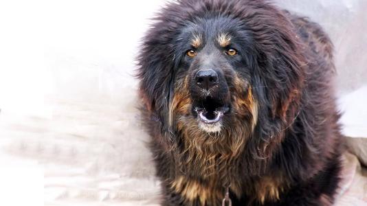 兰伯格獒犬:有哪些珍稀狗狗，一般人都没见过？ 兰伯格獒犬的价格