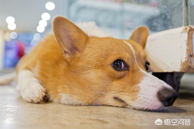 网红柯基图片:柯基犬有什么缺点，家里饲养好不好？