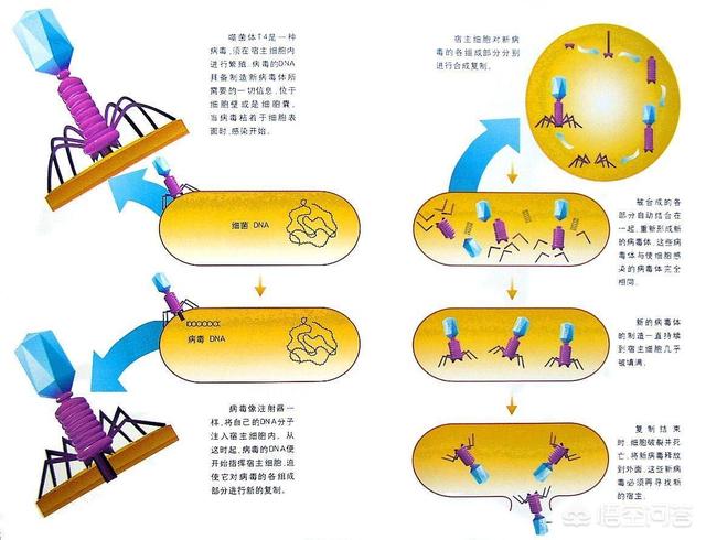超级病毒种类有哪些:怎么看，越南爆发超级病毒，一次传染5到6人？
