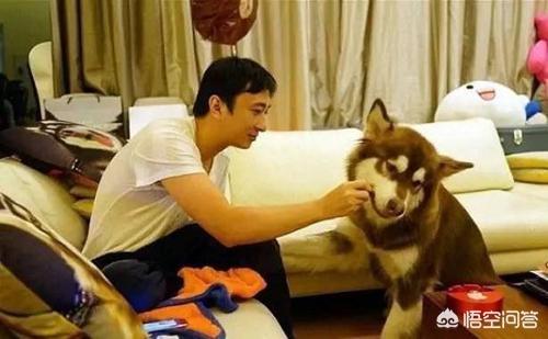 东台市阿拉斯加克利凯犬视频选犬:最近想要养狗，阿拉斯加和哈士奇养哪个？