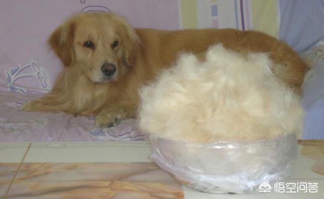 金毛犬的喂养:几个金毛犬的喂食注意事项？