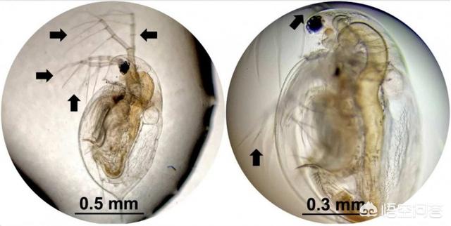 水蚤:莱斯大学团队的“纳米钻头”，如何被用于杀死蠕虫和水蚤？