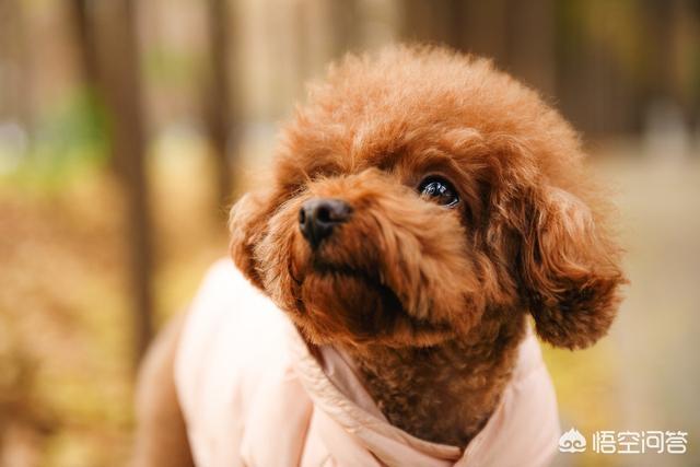 狗黄:泰迪犬的尿为什么那么黄？该怎么做？