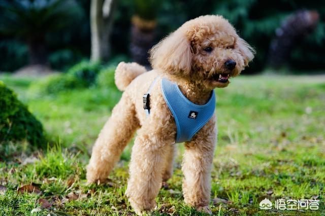狗黄:泰迪犬的尿为什么那么黄？该怎么做？
